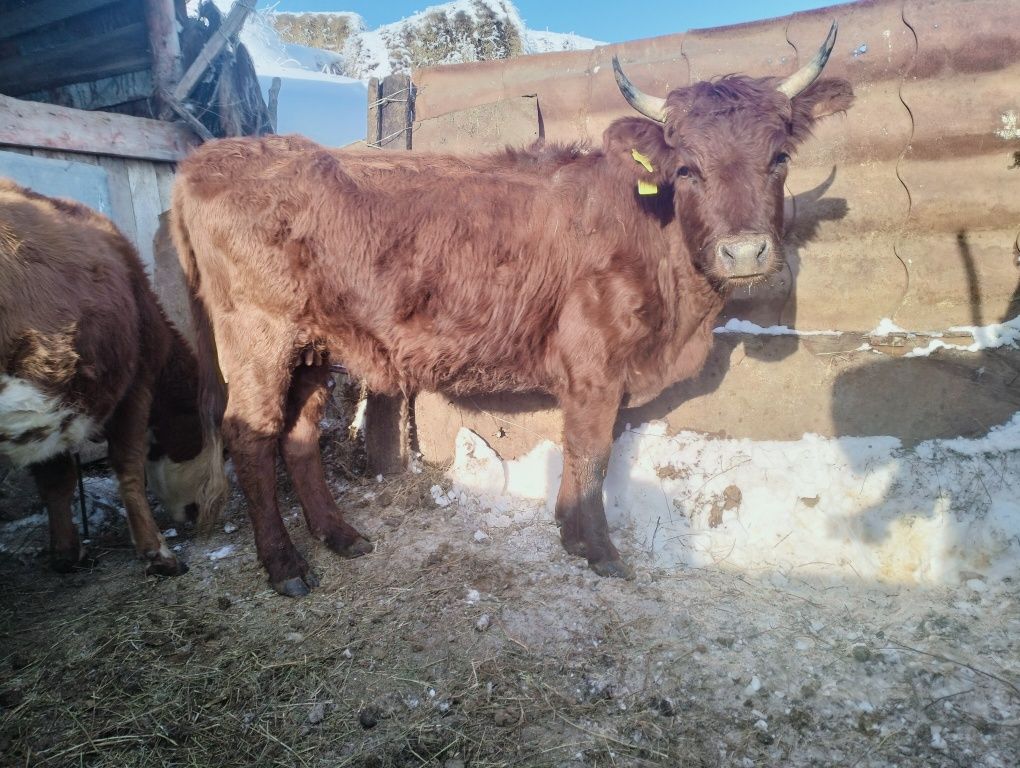 Продам скот оптом
