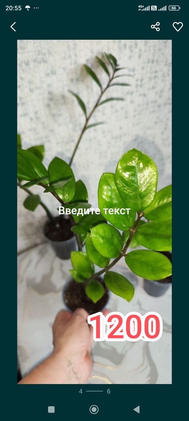 Хлорофитум вариегатный, разные цветы
