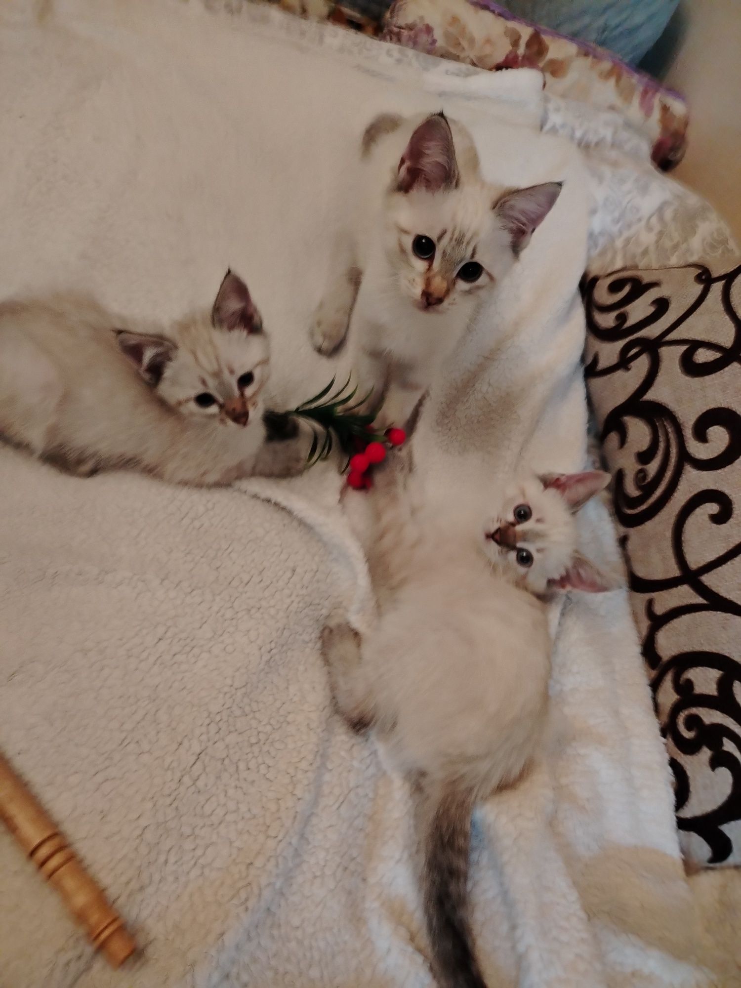 Котята, сиамские редгол и сиамские