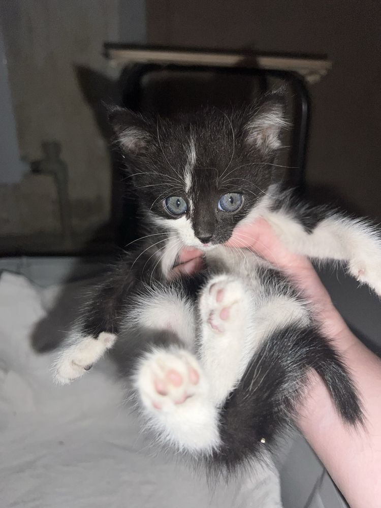 Котенок ищет дом