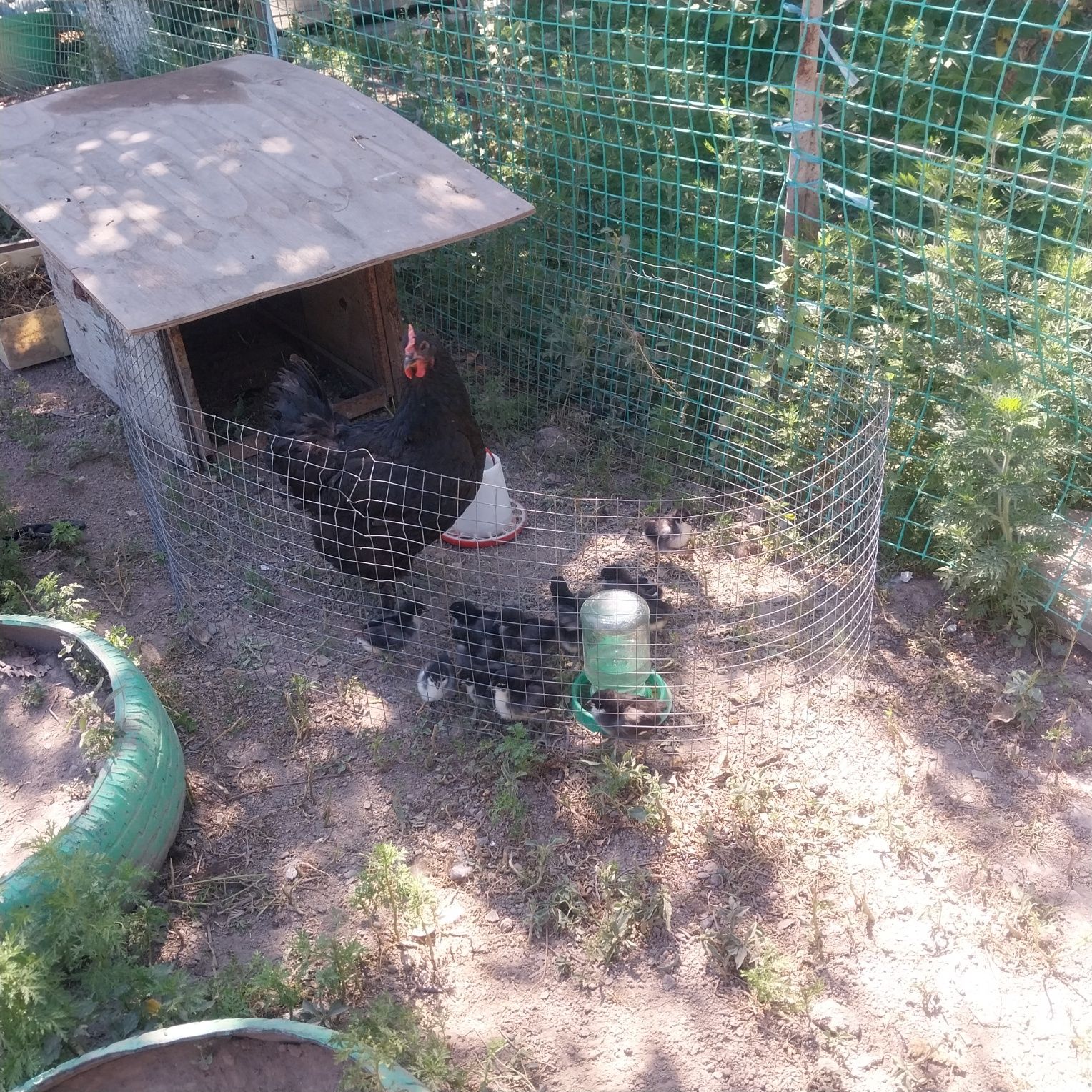 Продам квочку с цыплятами