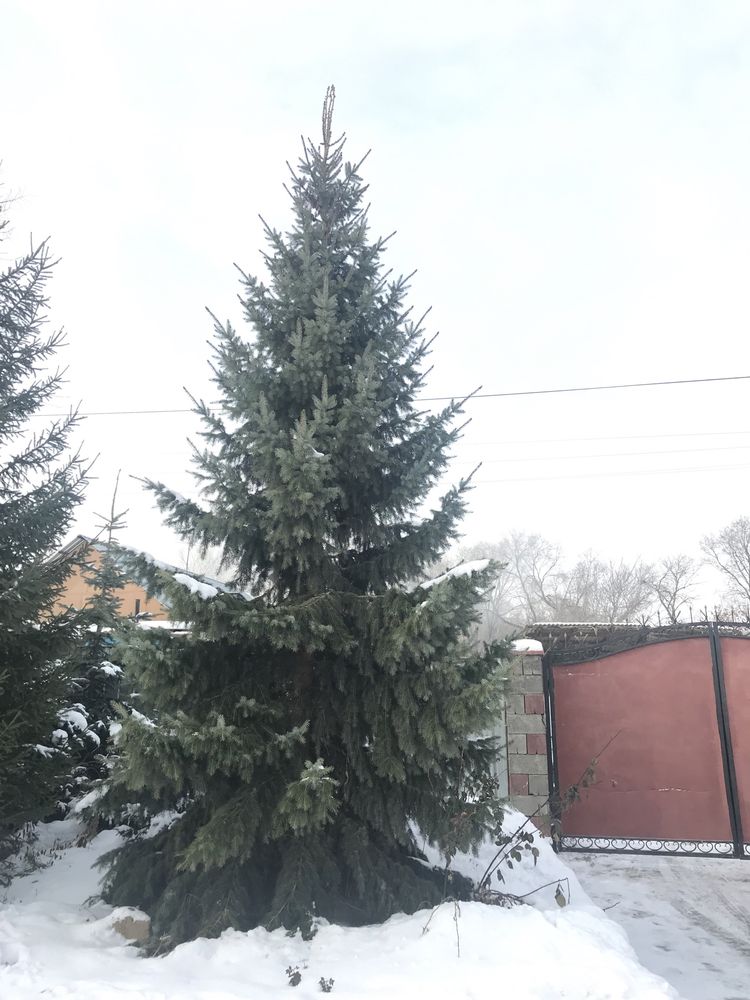 Елка живая