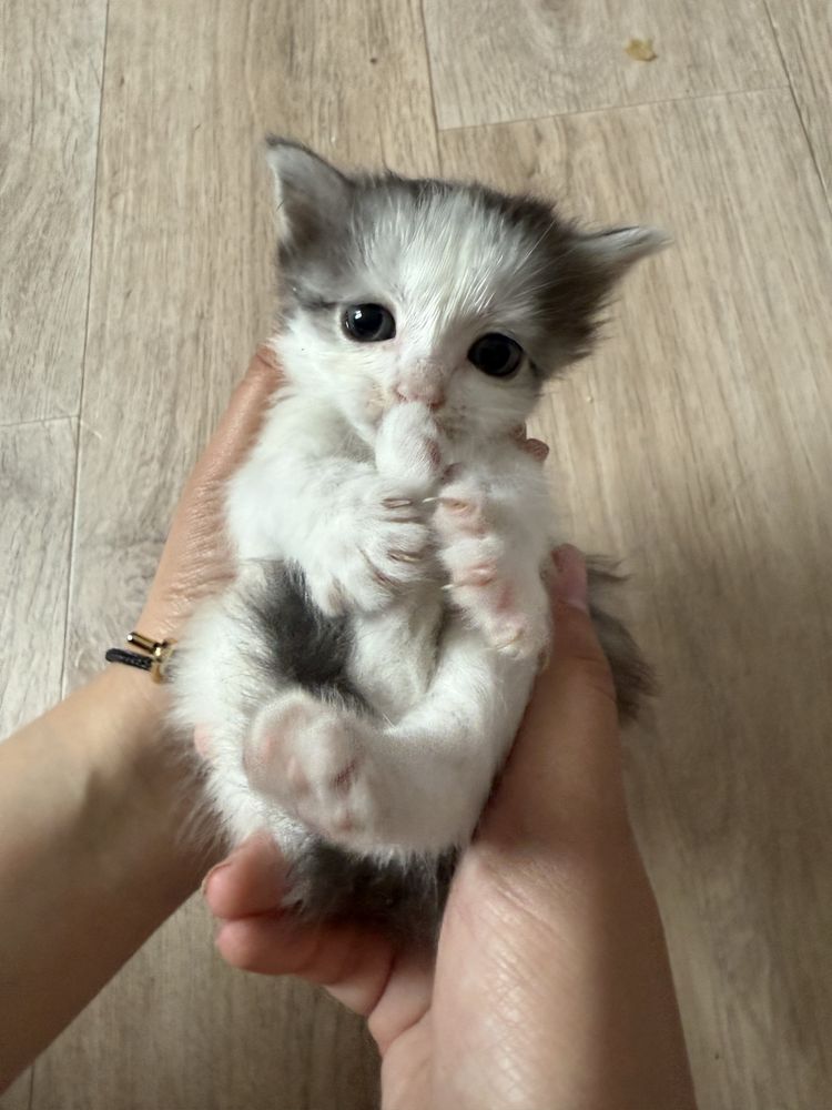 Отдам котят в хорошие руки