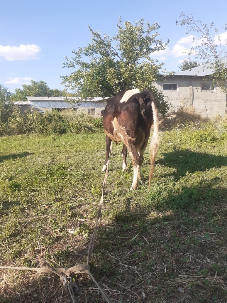 Продам Карову сегодня