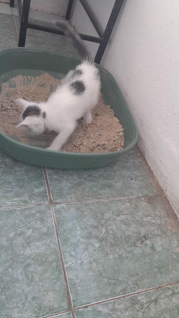 Отдам   котёнка,