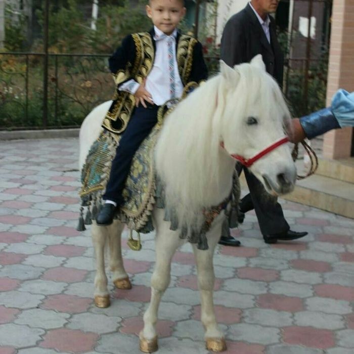 Конь. Лошадь, сопровождение