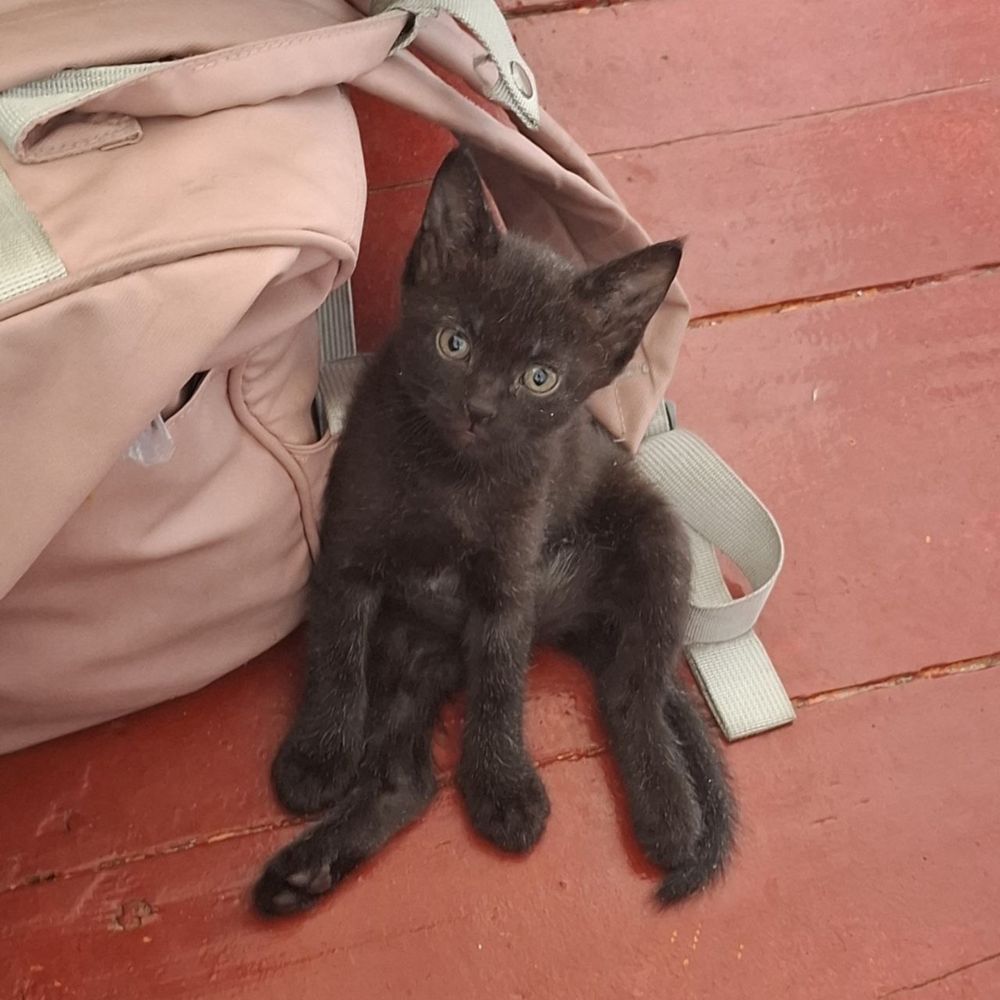 отдадим котят в добрые руки