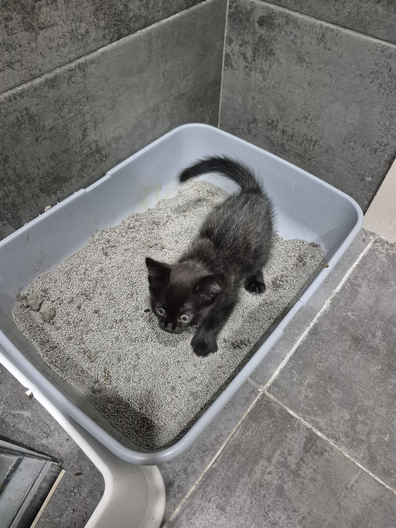 Кошечка в добрые руки