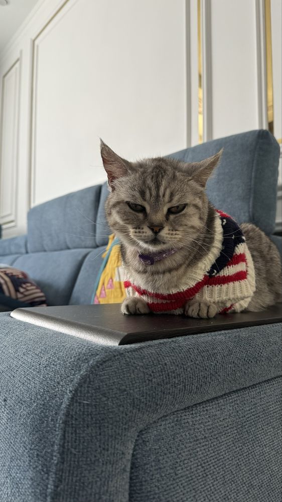 породистые котята