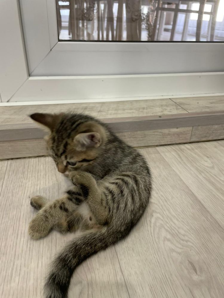 Котята два месяца