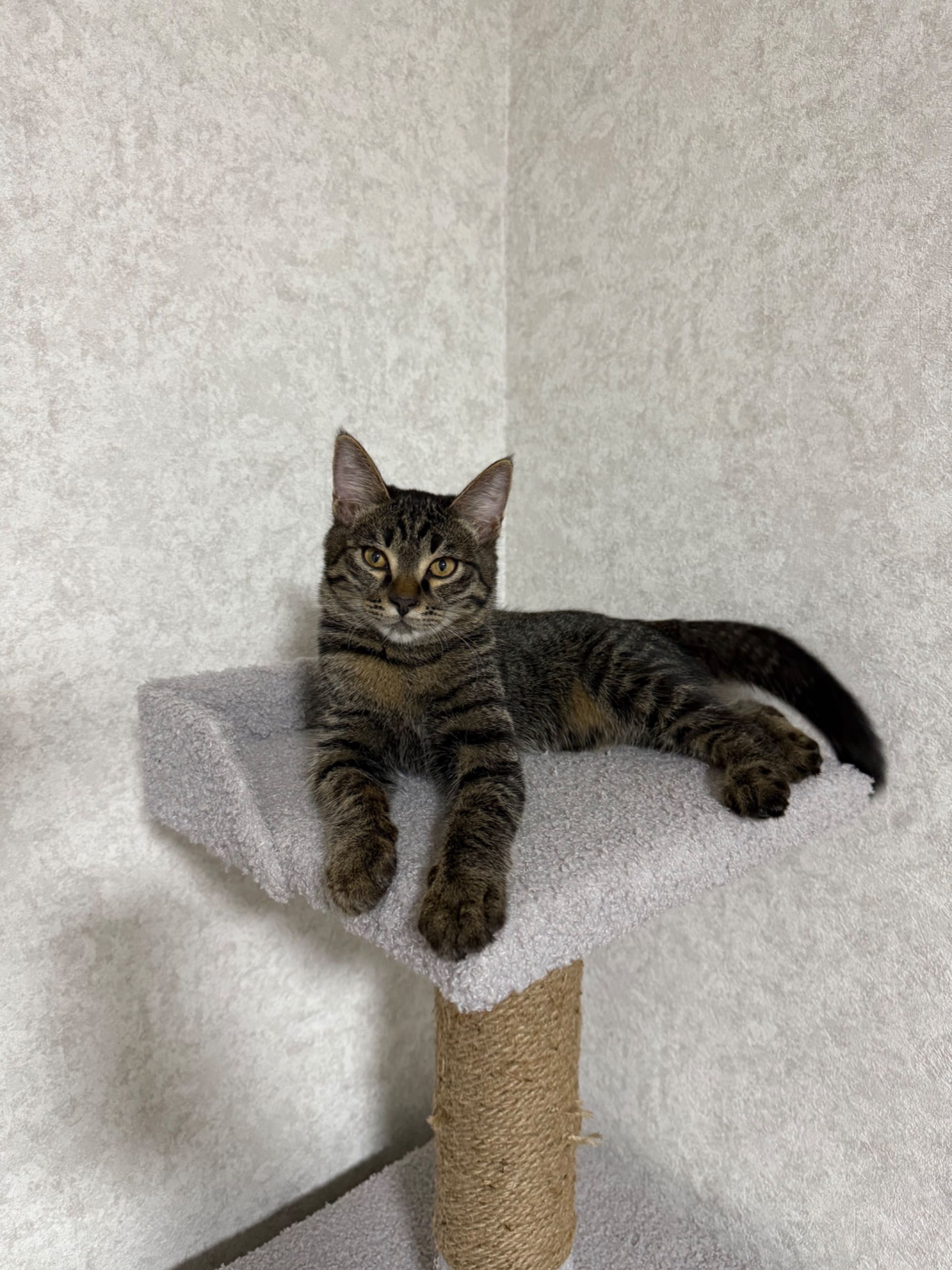 Красивые котята, 4 месяца