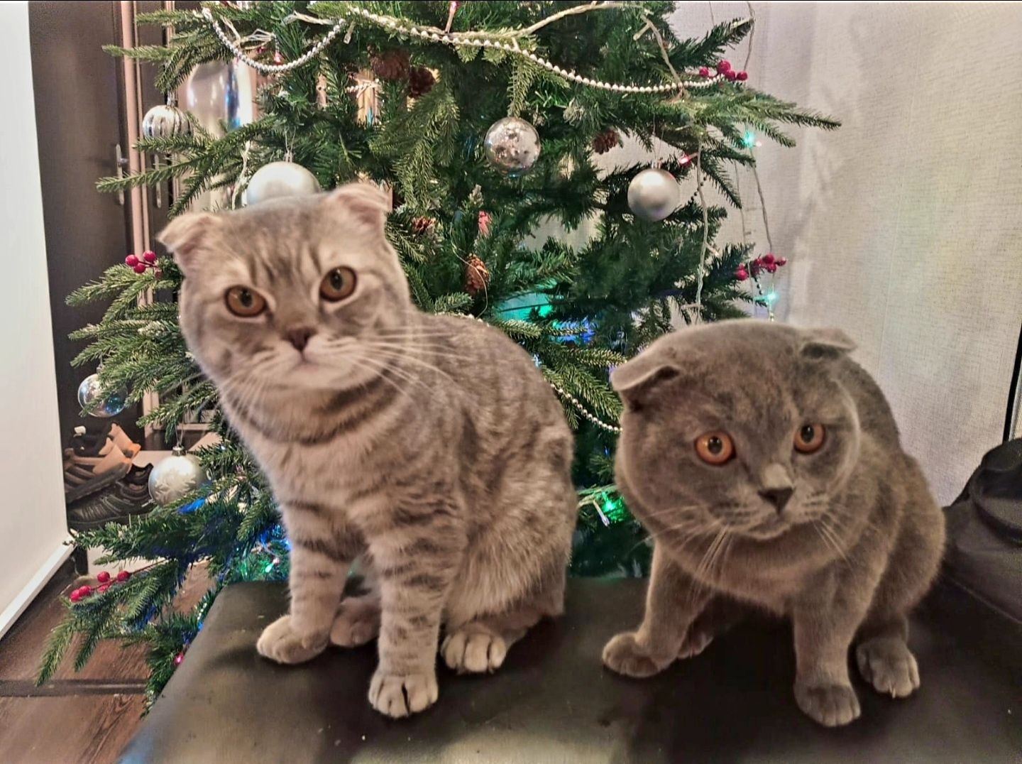 Котик на вязку,вязка,шотландец,ищем невесту,вязка кота,вязка кошка