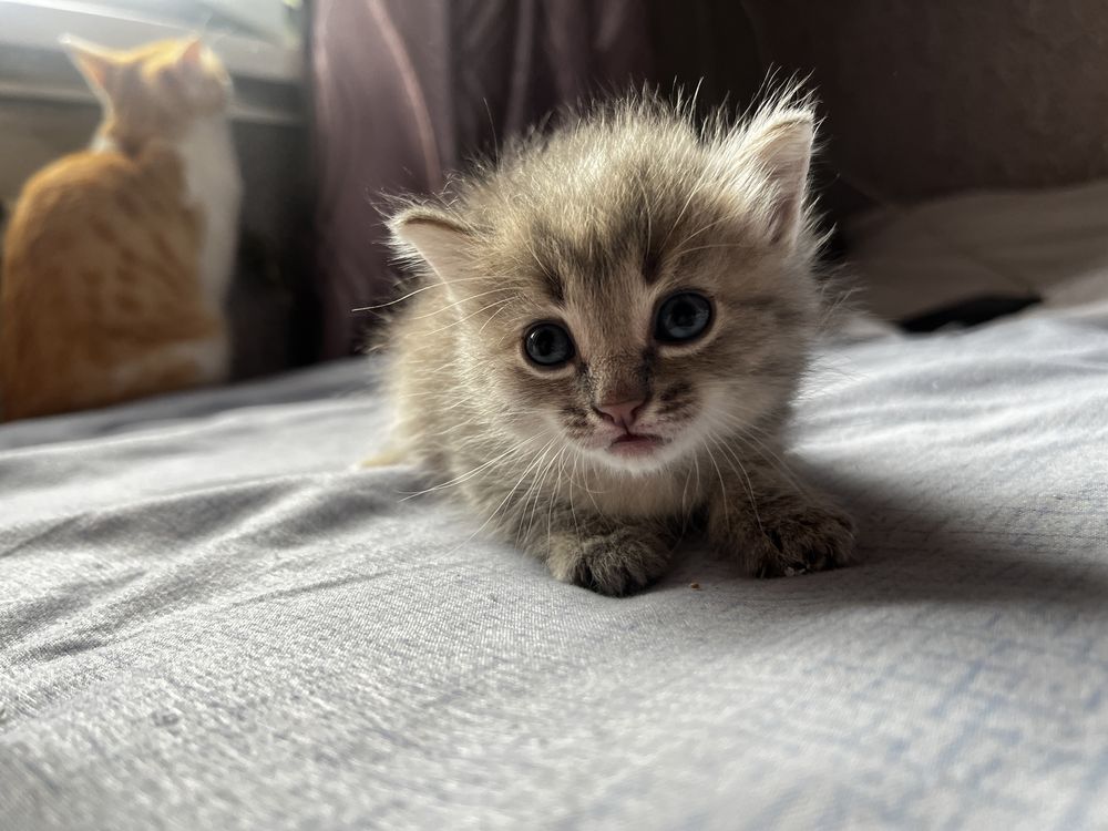 Отдам котят в хорошие руки