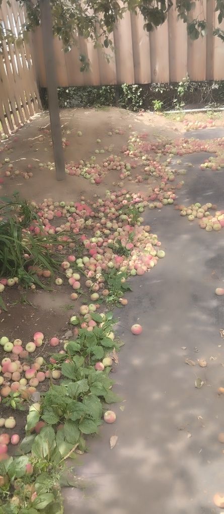 Продам яблоки домашние, свежий урожай