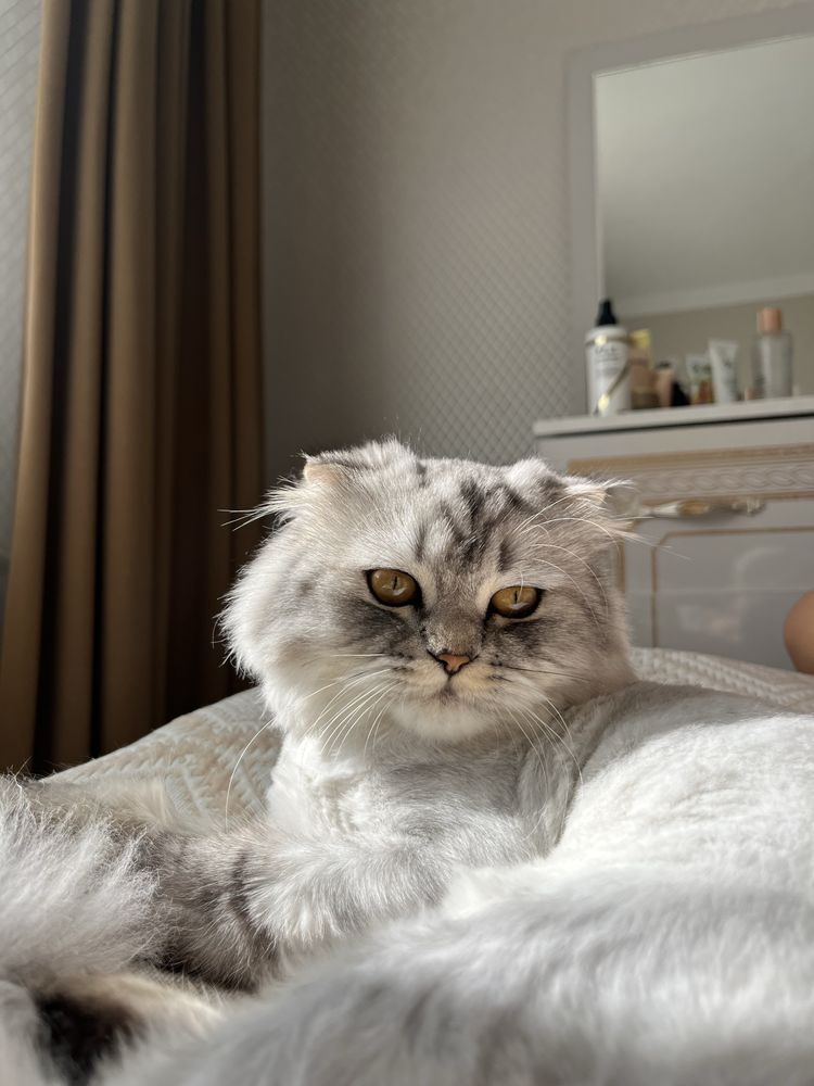 Пушистый шотландский вислоухий кот