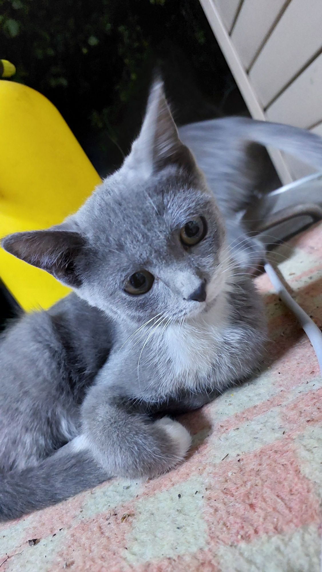 Отдадим котят в добрые руки