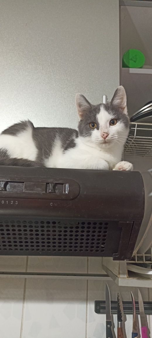 Котятки -котятушки-мальчики и девочки!