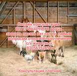 Ветеринарные услуги онлайн
