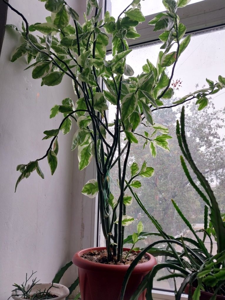 Продам цветы комнатные.