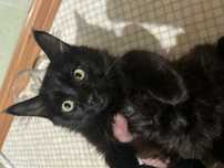 Отадм котят в хорошие руки