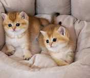 Шотландские котята золотая шиншилла