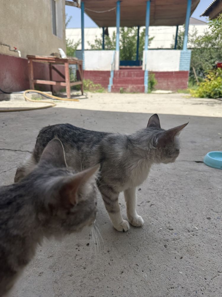Кошка с 4 котятами отдам в хорошие руки