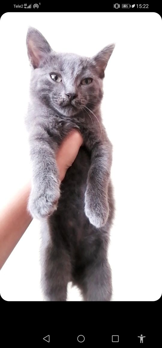 Отдам даром котят и маму