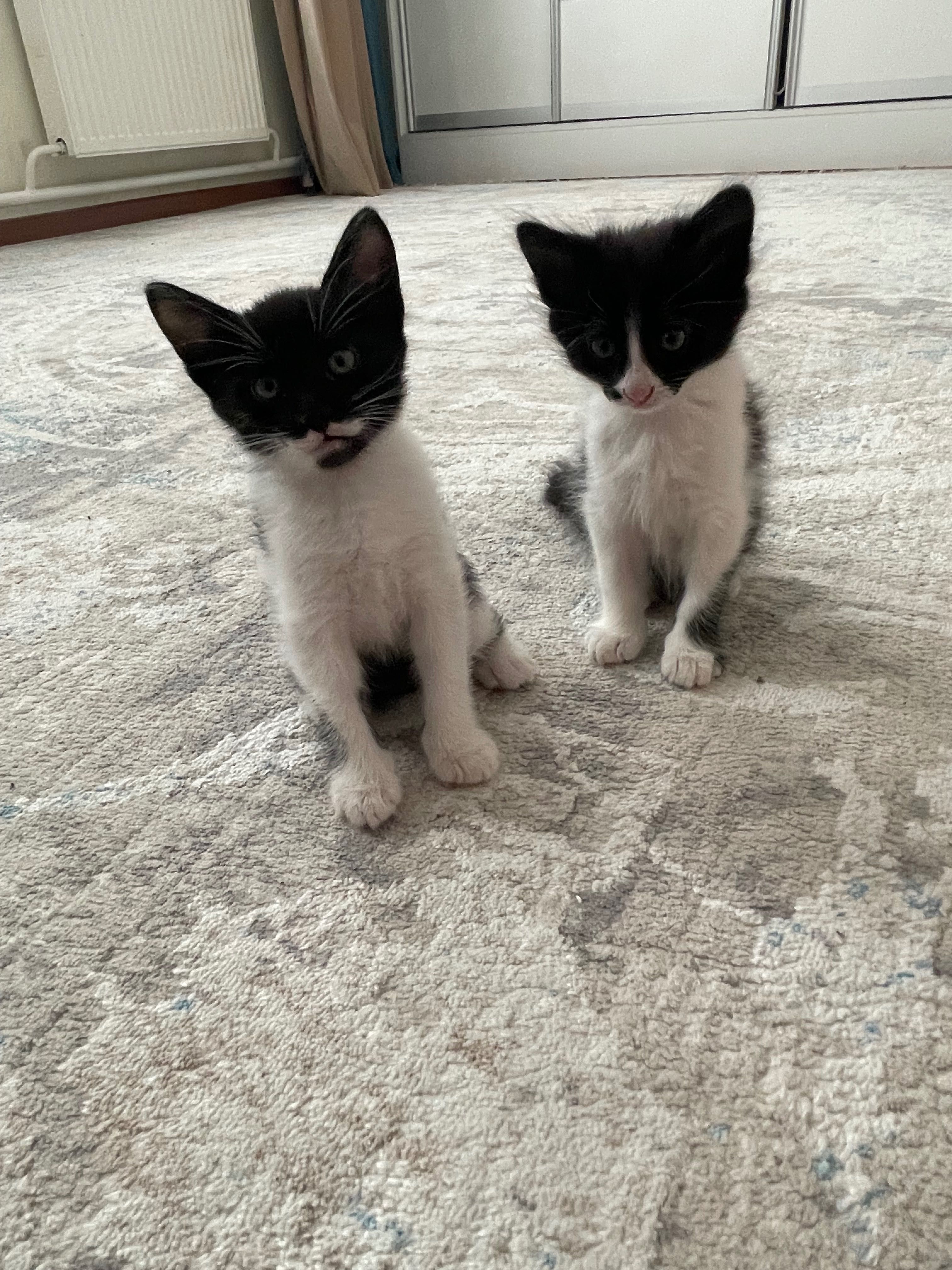 В доьрые руки котенки девочки