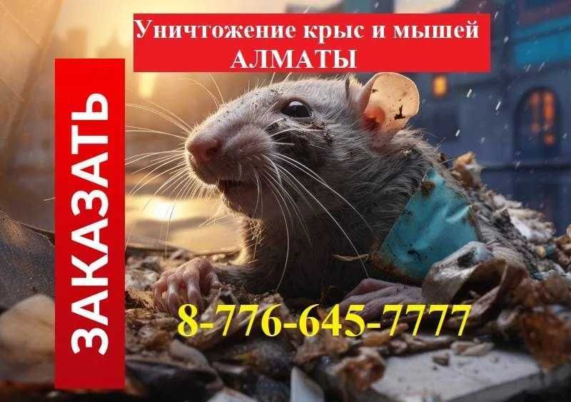 Уничтожение мышей крыс таракан клоп блох клещей Обработка № 8891