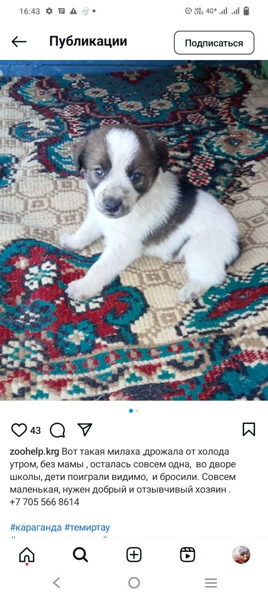 Щенок девочка 2 месяца