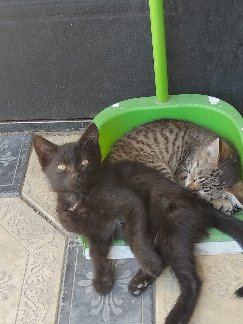 Отдадим котят в добрые руки