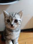 Котята красивые)