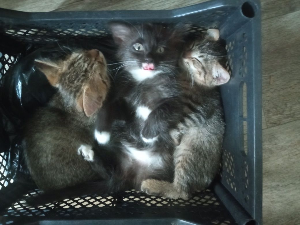 Продаются котята