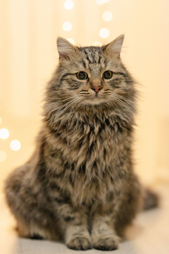 Кот в поиске дома