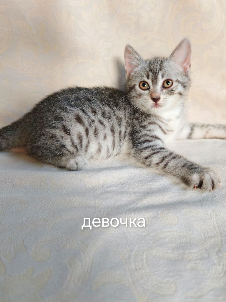Котята в Добрые руки!