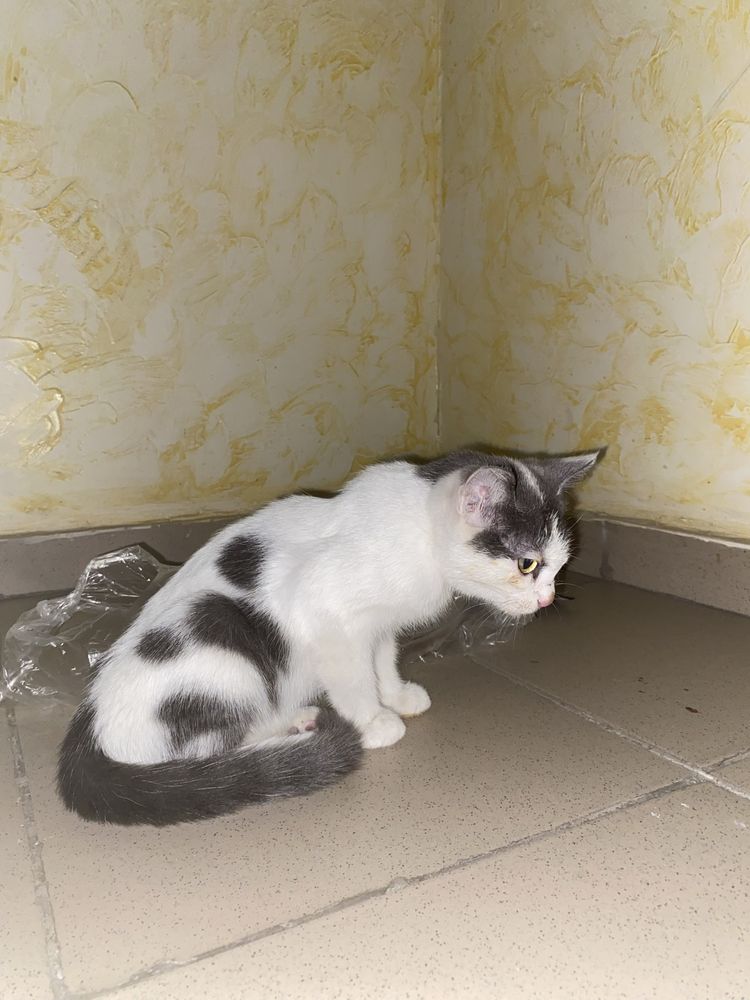 Котенок в добрые руки