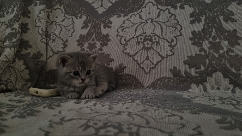 Котенок пушистый, подчиняеться приказам,не кусаеться просто играеться