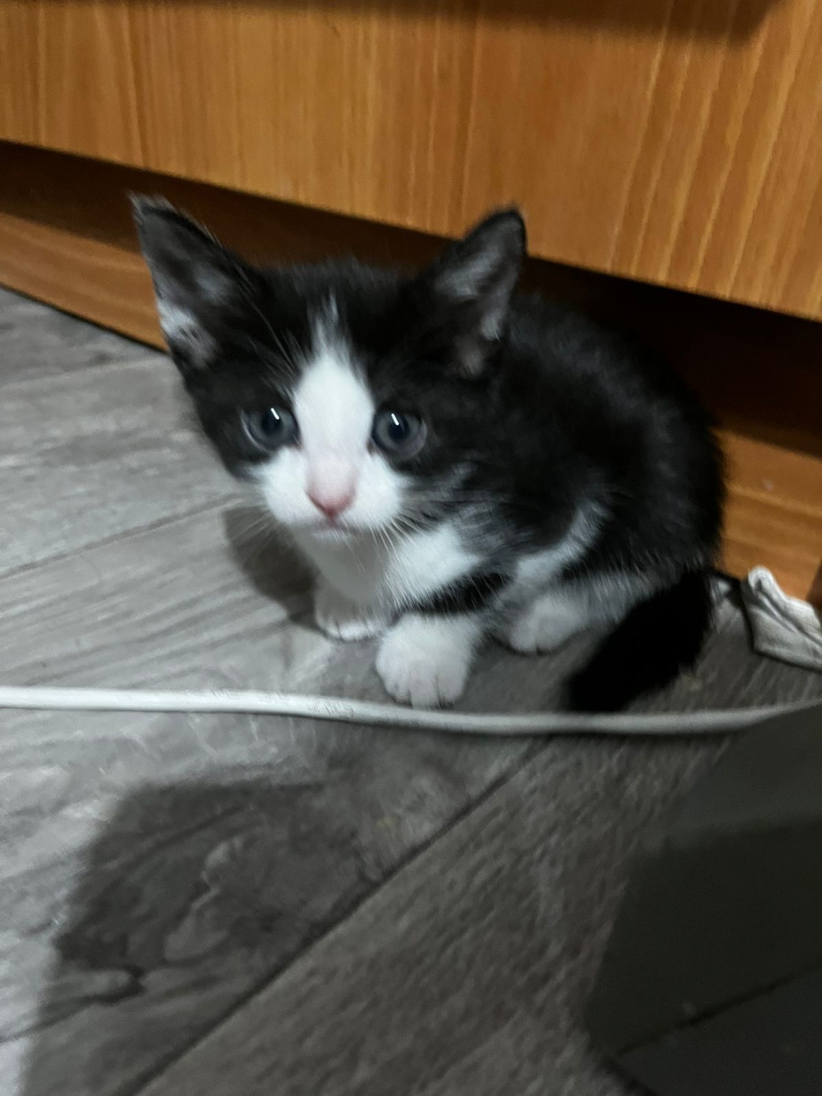 котята двое чёрно-белых, двое полосатых
