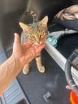 Отдам в добрые руки котенка