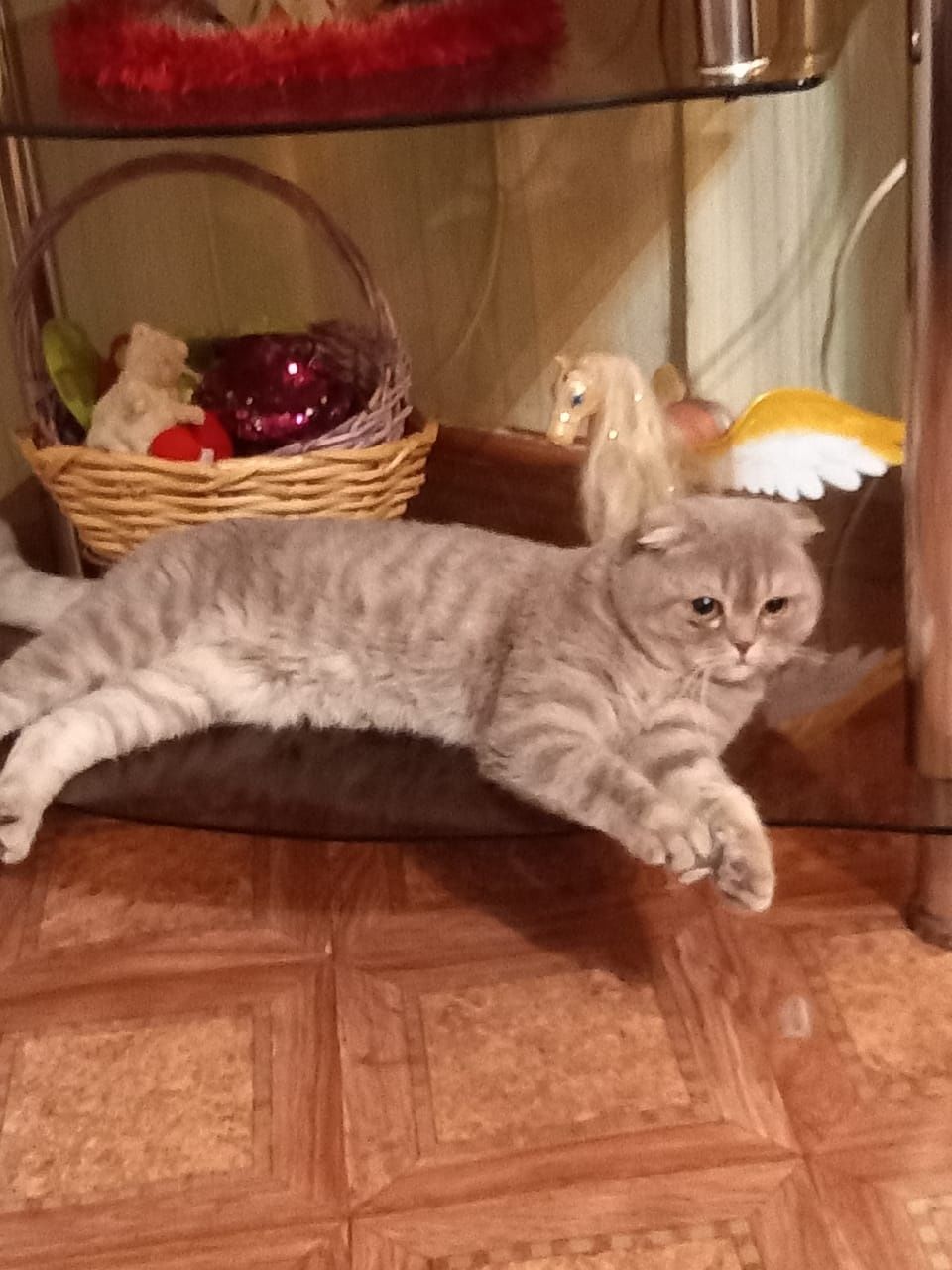 Шотландский вислоухий кот для вязки