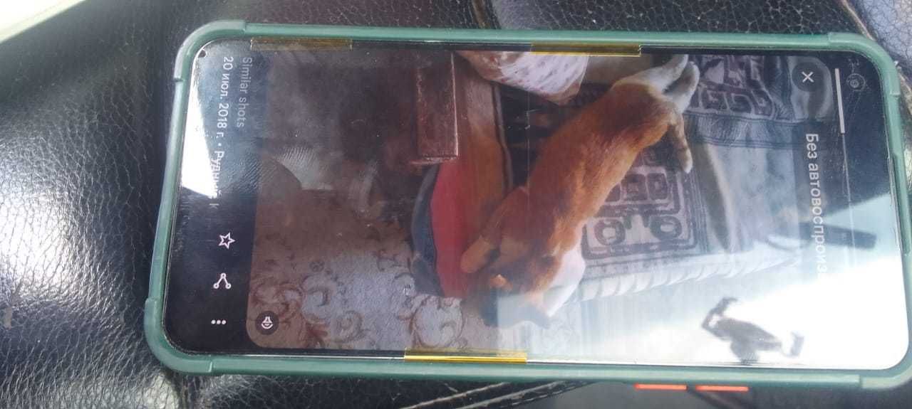 В районе 19 - ой школы пропал рыжий кот