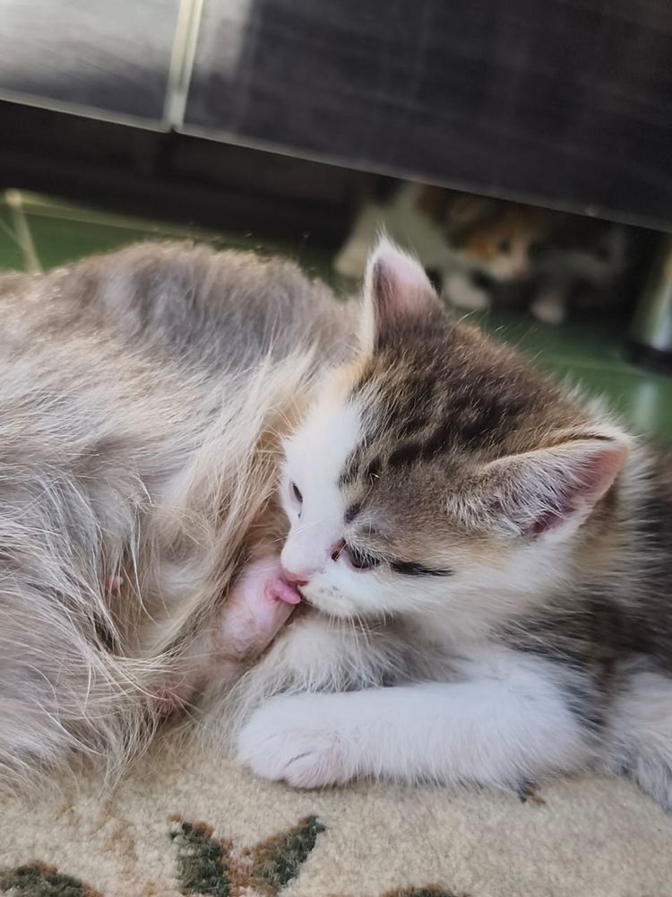 Котята 4 вислоухие . Мать чистая отец нет