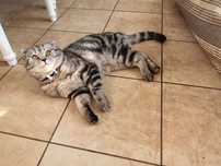 Шотландский вислоухий кот вязка