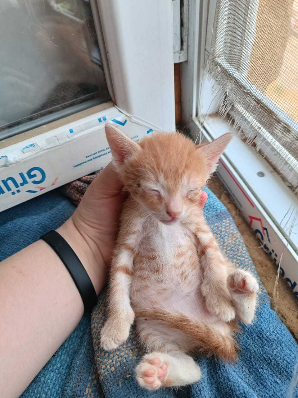 Котенок девочка отдам