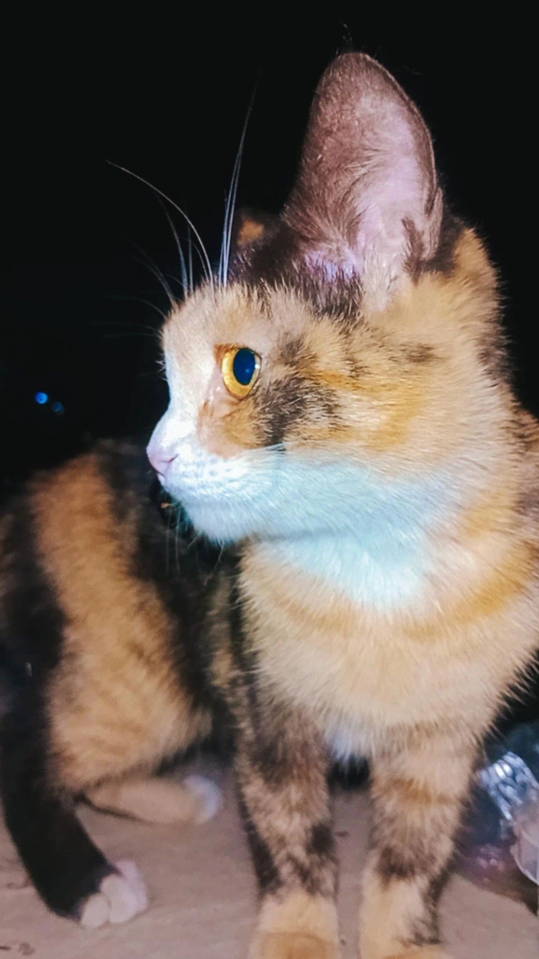 Красивый котенок ищет дом