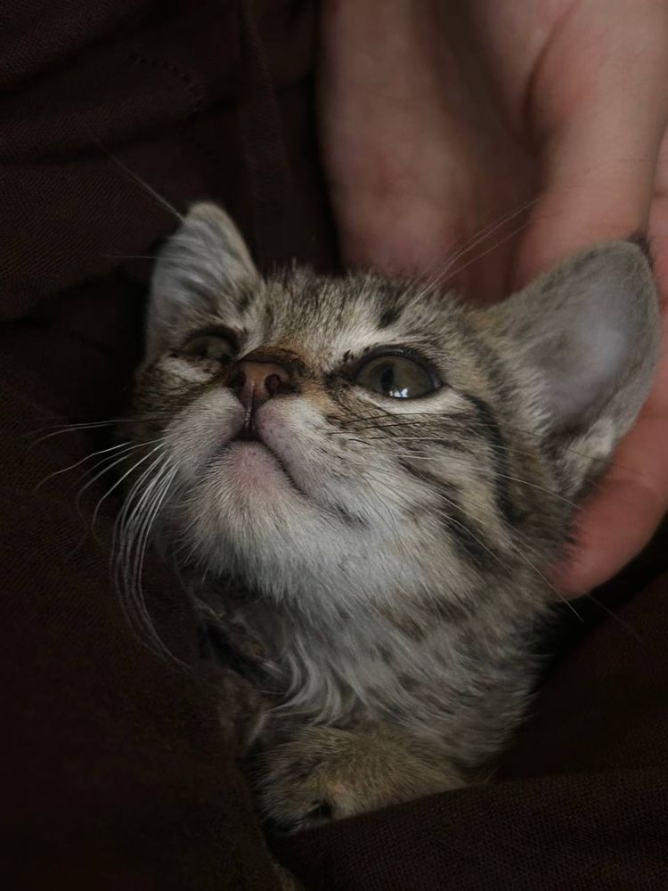 Отдам котенка в хорошие руки