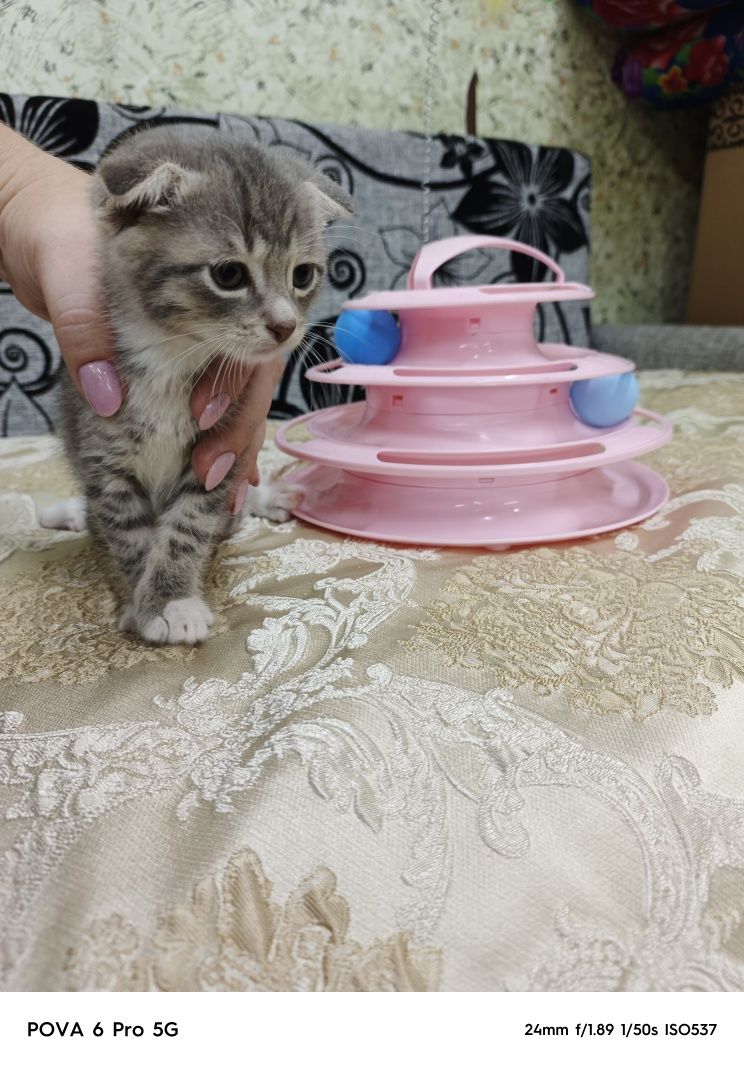 Отдам красивого вислоухого котёнка!