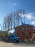 Спил дерево обрезка веток агаш кесу санитарная рубка спил деревьев