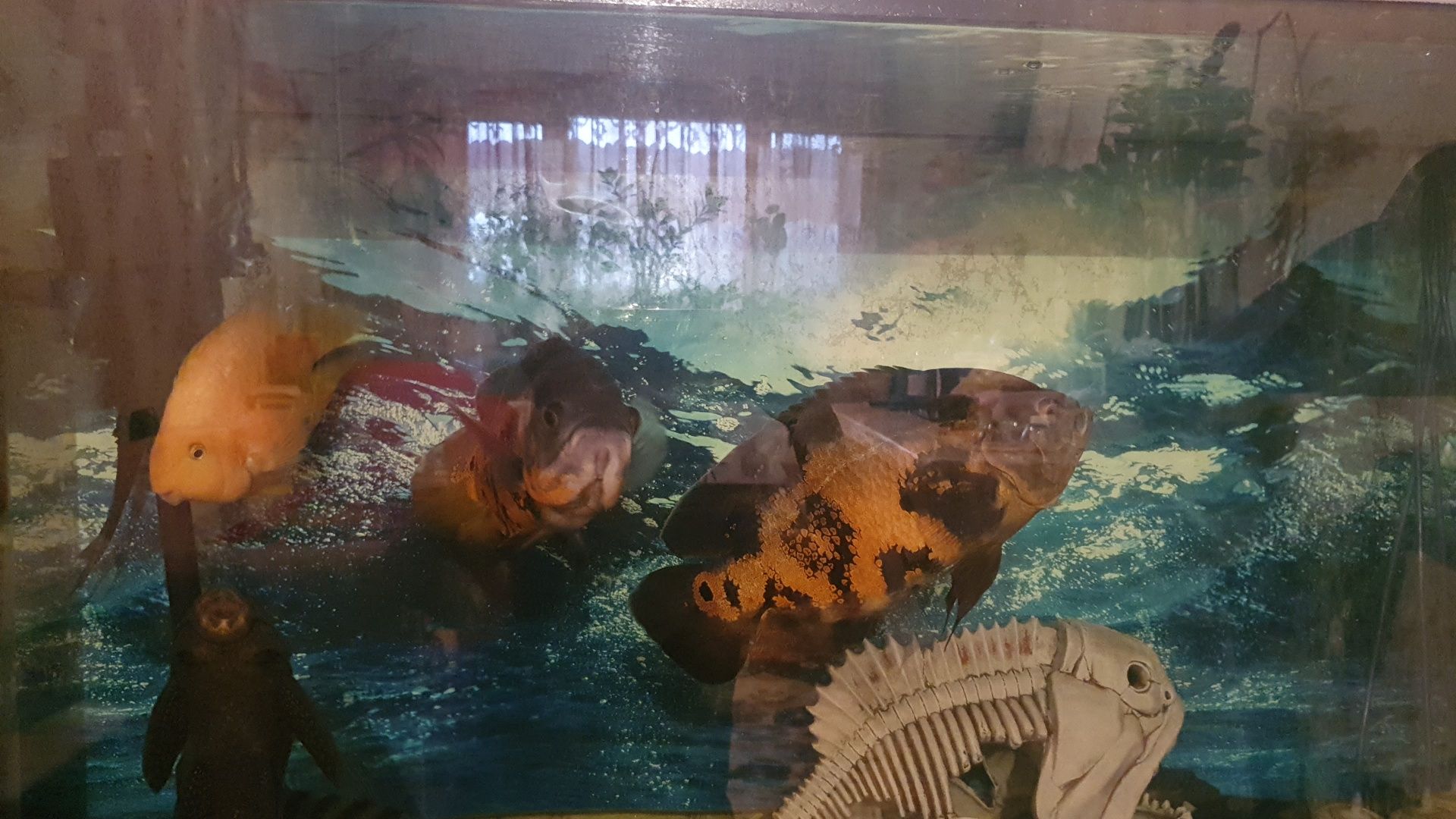 Аквариум домашний