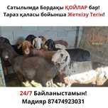 Семіз Бордақы Қойлар Сек Тоқты Баран Токты ДОСТАВКА 24/7!  Каспий РЕД